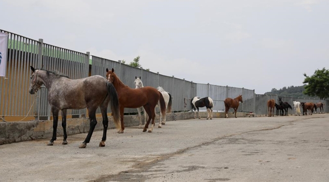 İBB'den Atlarla İlgili Açıklama "İBB Atları Belediye, STK ve Üniversitelere Teslim Etti"